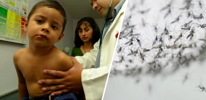 Över 700 000 personer dör av denguefeber varje år.